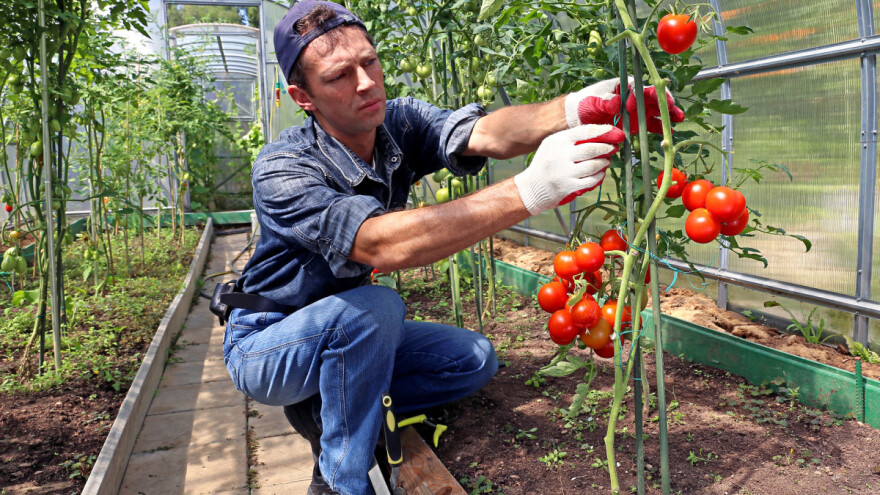 I biljkama je "vrućina", kod navodnjavanja pazite da ne skuhate korijen