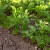 Sjetva mrkve u proljeće - kako pripremiti sjeme i zemljište?
