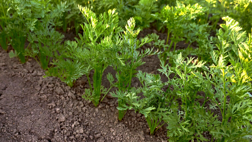 Sjetva mrkve u proljeće - kako pripremiti sjeme i zemljište?