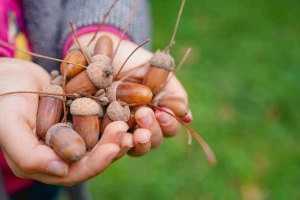 Hrvatske šume od ponedjeljka otkupljuju žir hrasta lužnjaka i kitnjaka