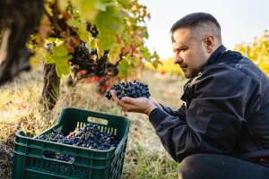 Mrazevi, suša, vrućina uzrokovali povijesno nizak prinos grožđa, ali izvrsne kvalitete