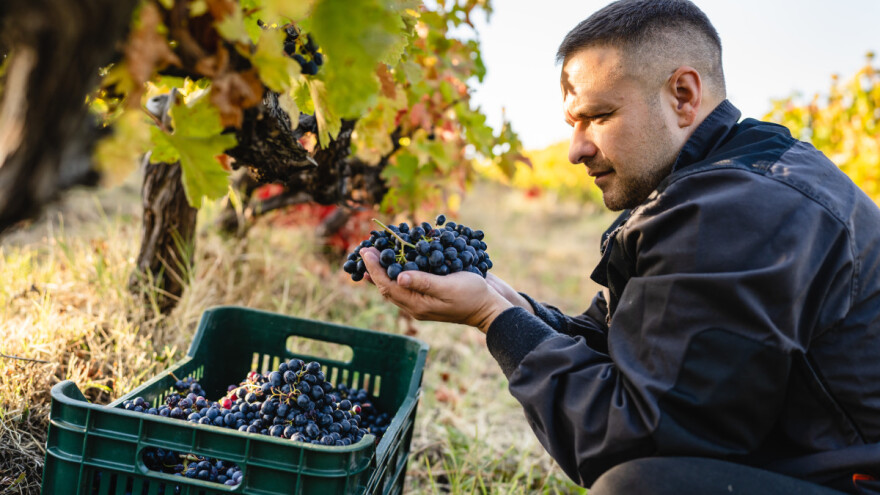 Crnka, niševka ili rskavac - šta se krije iza naziva ove sorte vina?