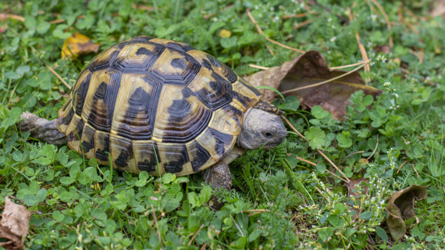 Čančare mogu živjeti 100 godina, ali ne bez naše pomoći. Čuvajmo ih!