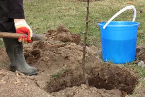Deset stvari na koje morate paziti prilikom sadnje voćaka