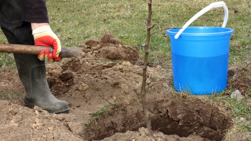 Presađivanje stabla voćaka planirajte na vrijeme