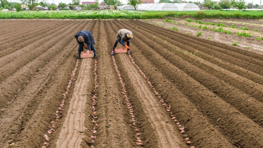 Nedžad Kovačević: Glamočko sjeme i starinski način uzgoja garantuju dobar urod