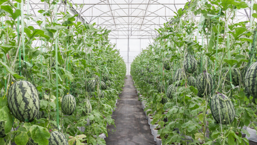 Lubenice u zaštićenom prostoru - kako do optimalnih prinosa?