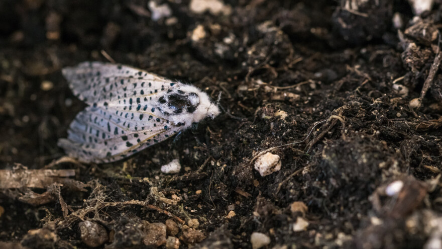 Leptiri štetočine: Stričkov šarenjak i drvesnica - kako ih suzbiti?