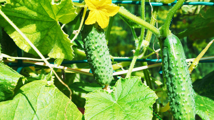 Rodili kornišoni kod Ćerimića, traže 10 berača