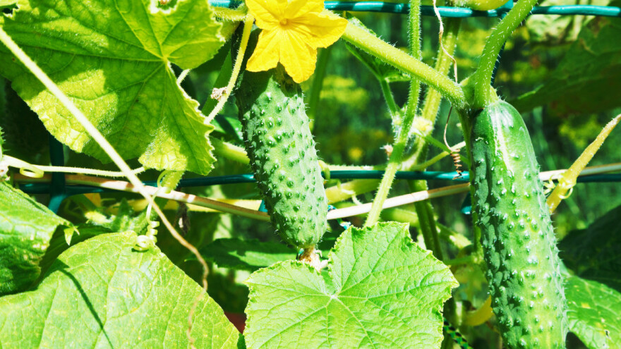 Poziv poljoprivrednicima u Jajcu - javite se za uzgoj kornišona, otkup osiguran