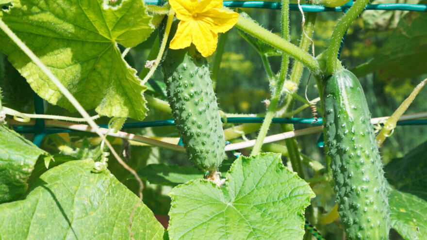 Zašto su neki krastavci gorki i kako ih pravilno gajiti? Evo korisnih savjeta