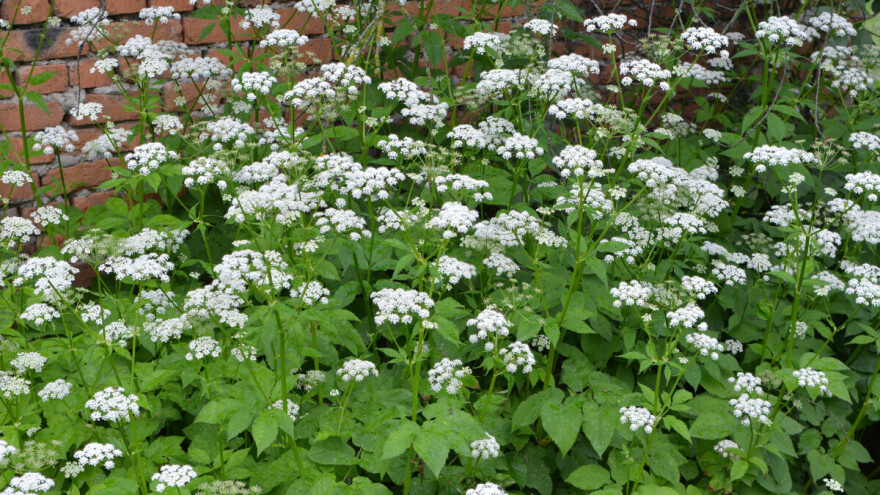 Kako se rešiti sedmolista iz bašte? Pojedite ga