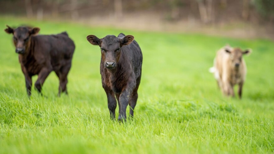Zašto su hibridi goveda bolji za tov?