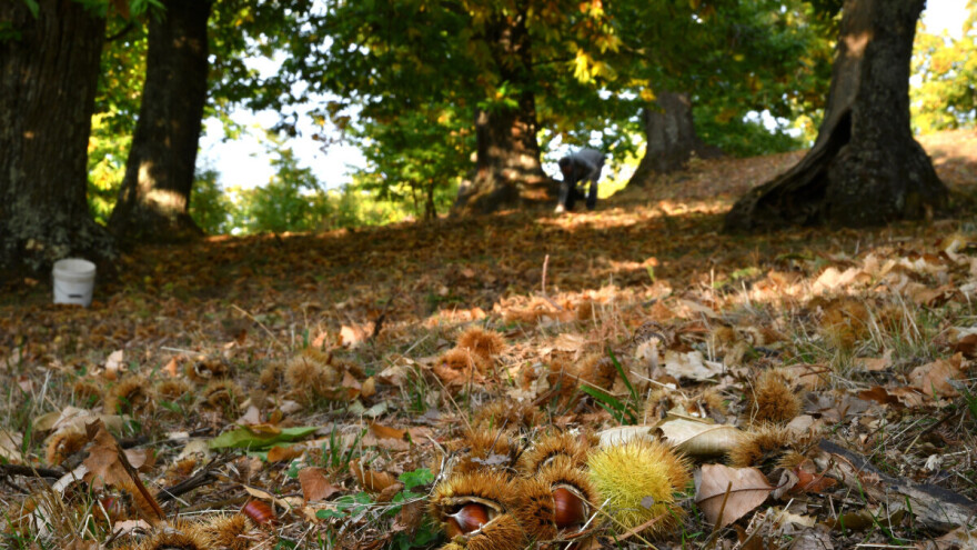 Od šume do stola: Hrana, lijek i drvna vrijednost u jednom stablu