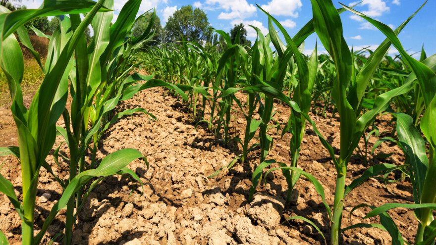 Što odabrati - folijarac ili biostimulator?