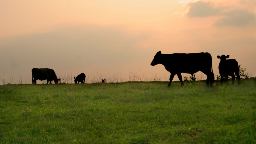 Ministarstvo: Razumijemo apele da se pronađe drugo rješenje osim odstrjela podivljale stoke