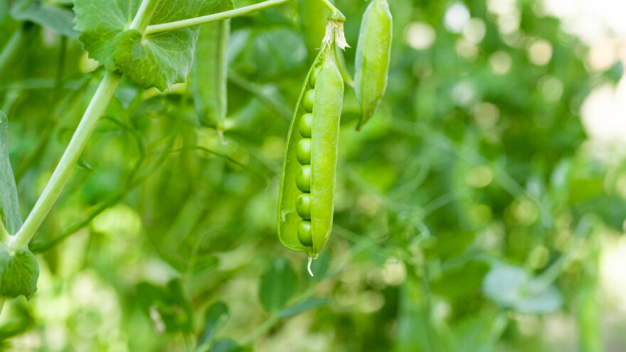 TOP pet sorti graška i saveta za prolećnu setvu