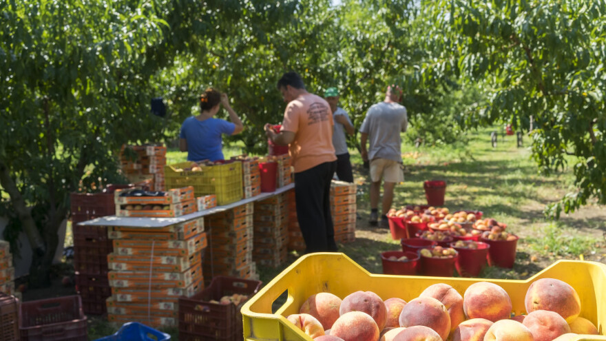 Koje su obvezne mjere na biljkama domaćinima sredozemne voćne muhe?