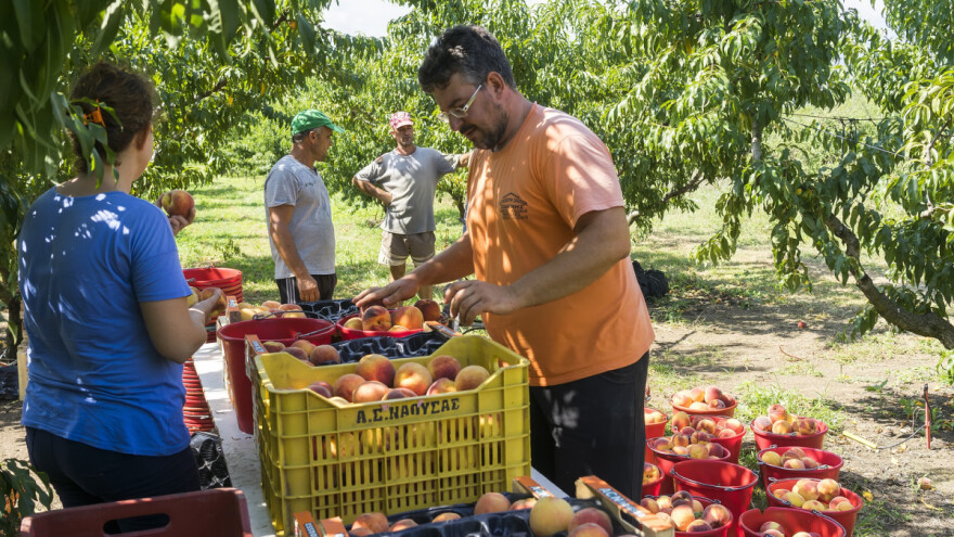 Europi nedostaje radna snaga u poljoprivredi - Grčka i Egipat potpisali sporazum