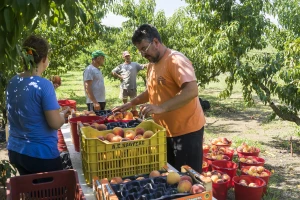 Fali na stotine radnika: Voćari iz Hercegovine traže sezonce