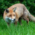 Kreće proljetna kampanja oralne vakcinacije lisica - treba biti na oprezu