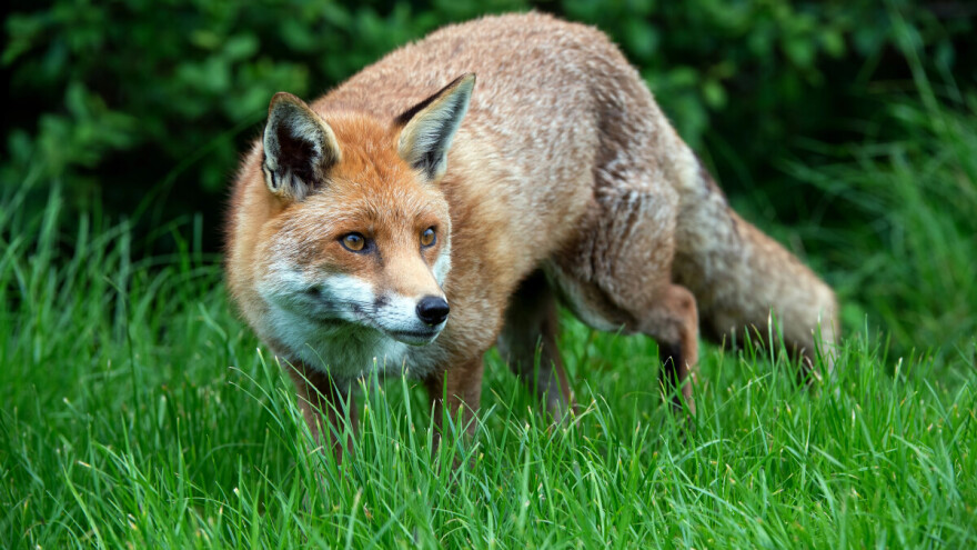 Kreće proljetna kampanja oralne vakcinacije lisica - treba biti na oprezu