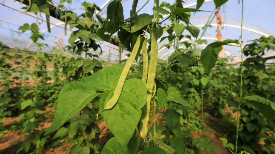 Kako uzgajati boraniju u plasteniku?