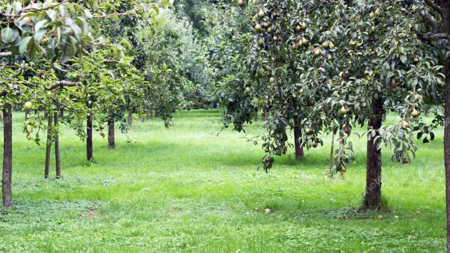 Šta je važno kod sadnje mješovitog voćnjaka?