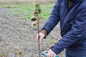 Kako održati optimalan vegetativni rast i rodnost voćke nakon sadnje?