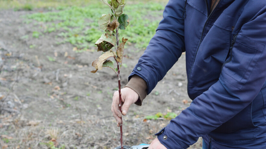 Kako održati optimalan vegetativni rast i rodnost voćke nakon sadnje?