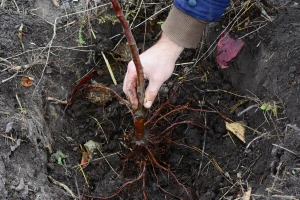 Kakve su štete od gljive Armillaria mellea na jabučastom voću?