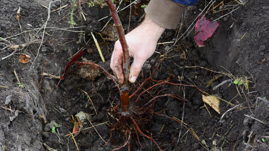 Kakve su štete od gljive Armillaria mellea na jabučastom voću?