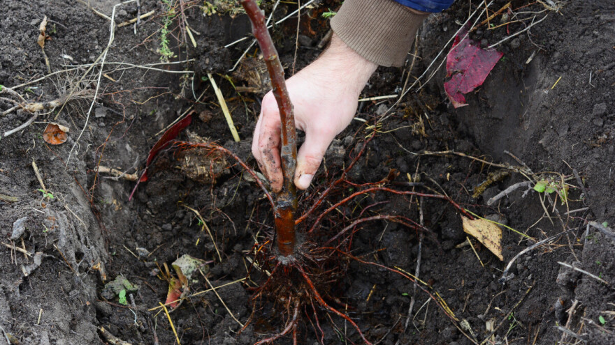 Kakve su štete od gljive mednjače na jabučastom voću?