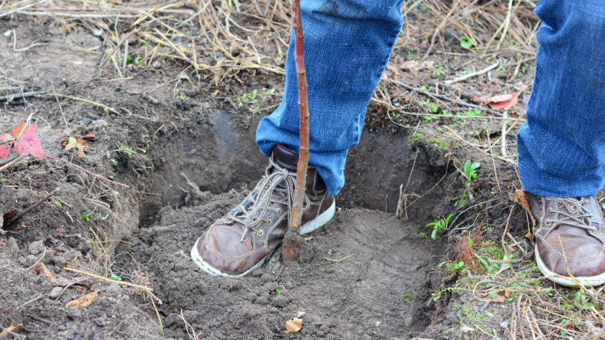 Jesen u voćnjaku: Kako posaditi jabuku?