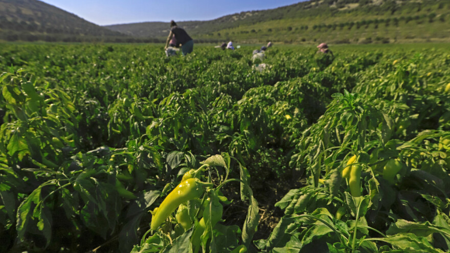 Porasla produktivnost rada u poljoprivredi EU