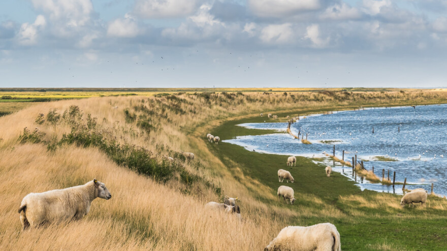 Vadehavslam: Jagnjetina nosi zaštićenu geografsku oznaku - kako to Danci rade?