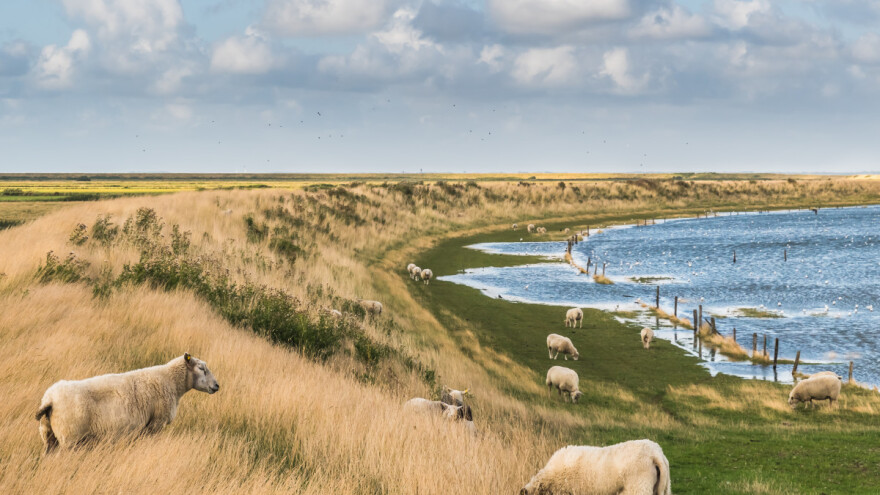Vadehavslam: Janjetina nosi zaštićenu oznaku geografskog porijekla - kako to rade Danci?