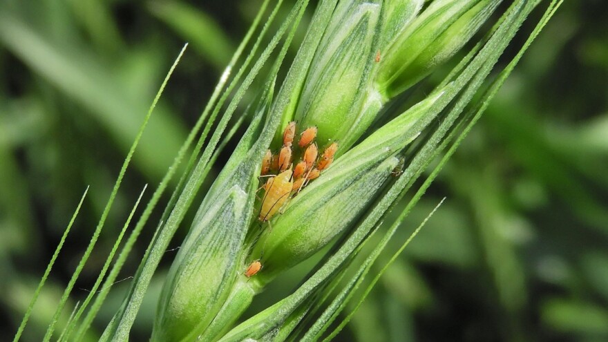 Jednoj vrsti štetnih insekata klimatske promene prijaju
