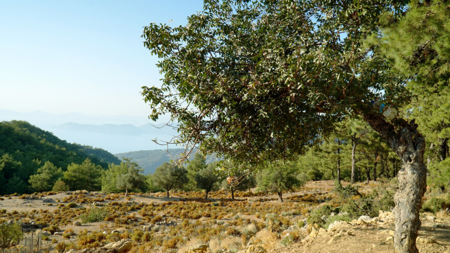 Umjesto maslinika rudnici ugljena - Turska jača energetsku sigurnost