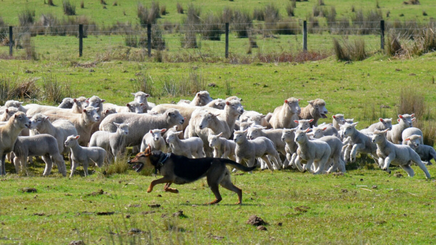 Vlasnički pas upao u tor i usmrtio ovcu u Maglaju