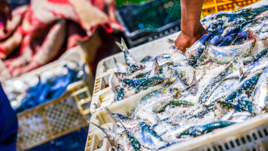 Povećava se ograničenje ulova sitne plave ribe?