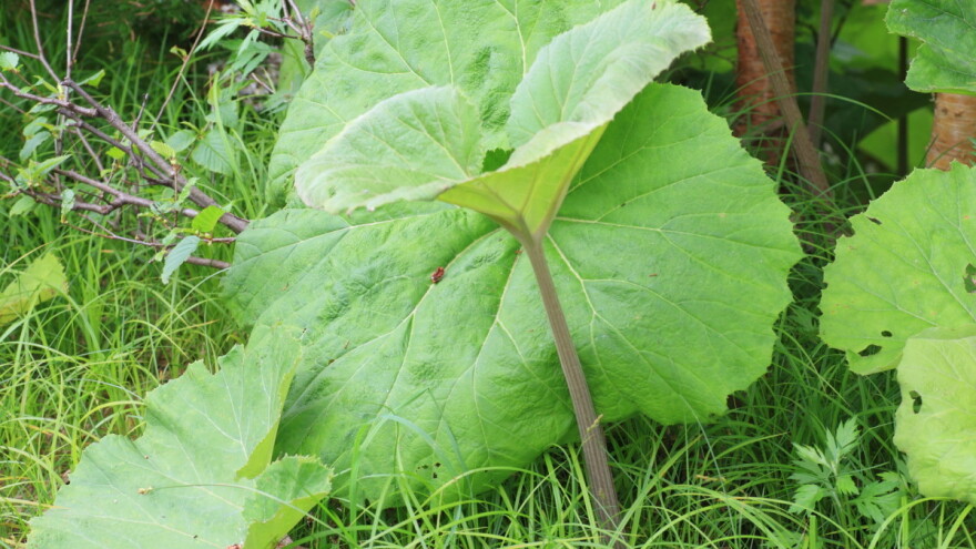 Jednostavan uzgoj japanskog lopuha - zdravog povrća i ukrasne biljke