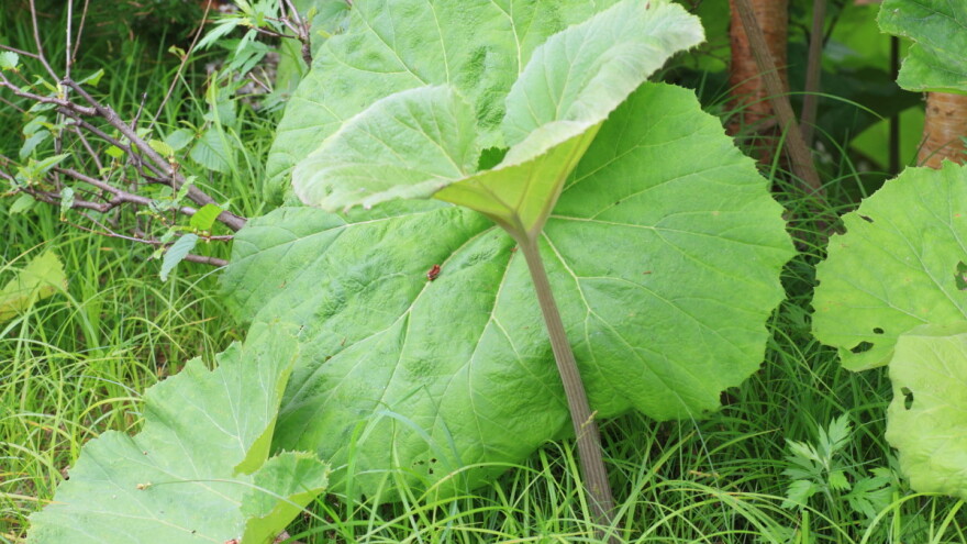 Uzgojite jednostavno japanski lopuh - zdravo povrće i ukrasnu biljku