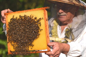 Koje obaveze pčelar mora ispuniti prilikom selidbe pčelinjaka?