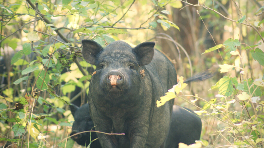 Crna svinja dobila svoj show - Fajferica Gastro Show