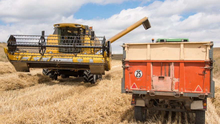 Prinosi pšenice dobri, kvalitet zrna loš