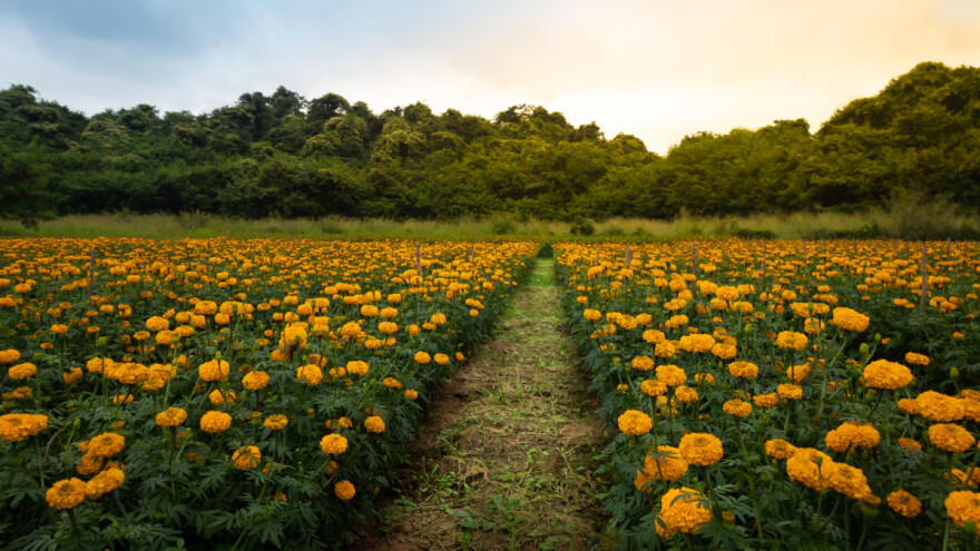 Kadifica štiti kupus, krumpir, rajčicu - kako ju uzgajati i koristiti?