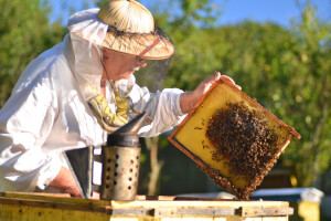Uređaj mjeri količinu meda u košnici, a pčelaru stiže sms poruka: Moguće je?