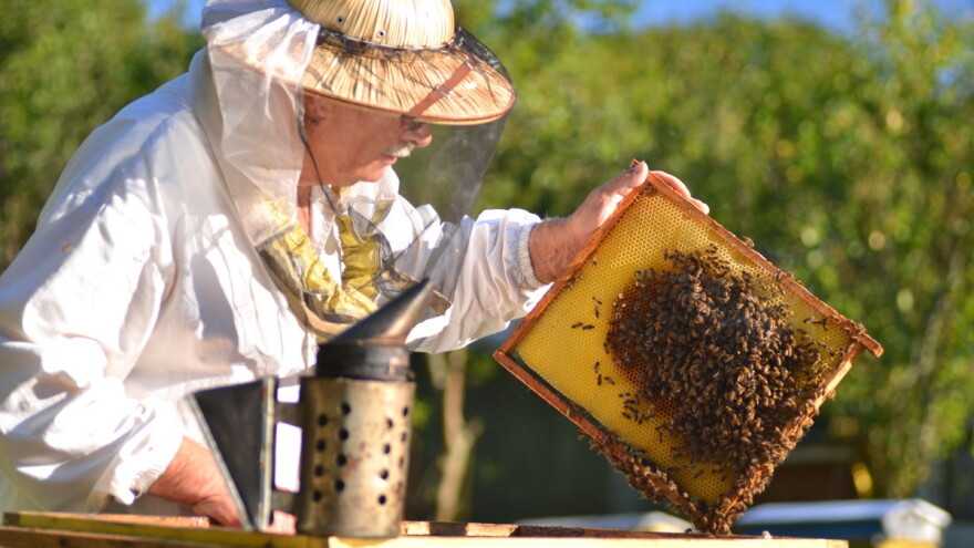 Pčelarski radovi krajem maja i u junu