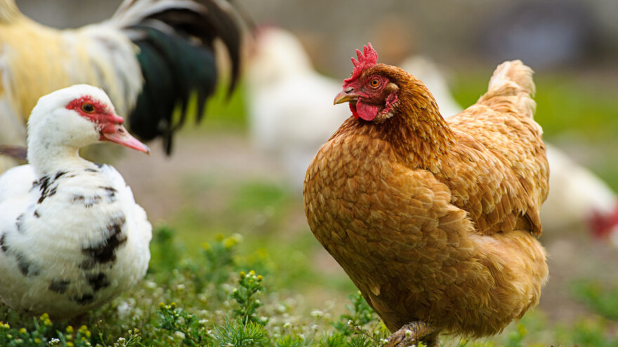 Imamo novi slučaj - potvrđena influenca ptica kod domaće peradi